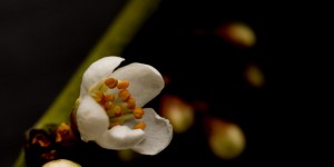 Blackthorn blossom, macro photography, Jenny Smiht, Digital Jen, Hello Trees